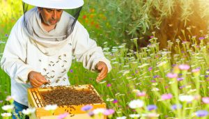 beehive maintenance best practices